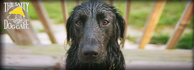 black lab's face, all wet and looking sad.